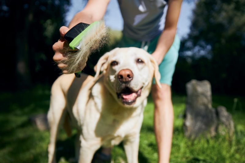 Hund, der von seinem Besitzer gebürstet wird