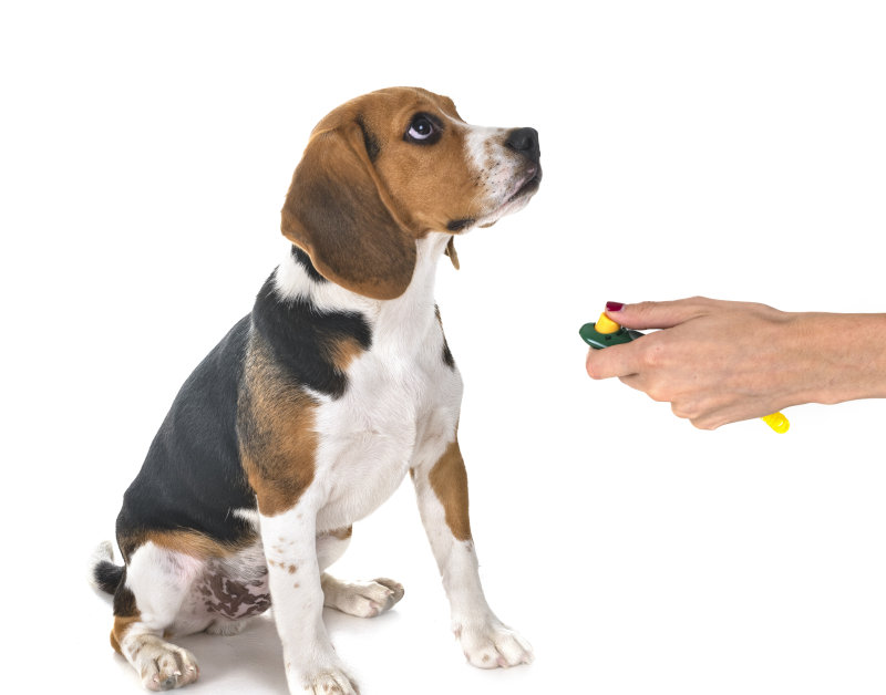 Hund macht Sitz beim Clicker-Training