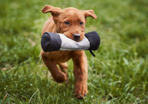 Labrador Welpe apportiert einen Futterdummy.