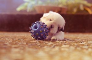 Welpe kaut auf Spielzeug-Ball