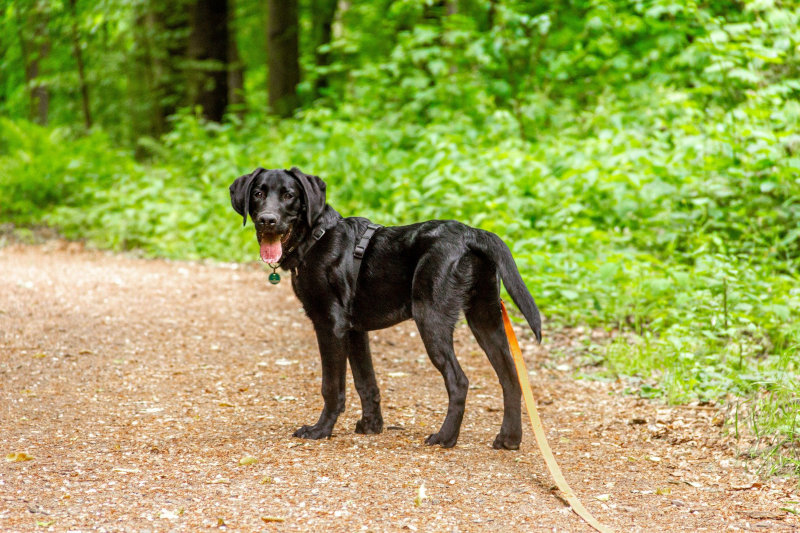 Hunde mit Biothane-Leinen
