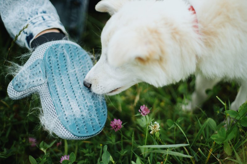 Hund, der mit einem Fellpflege-Handschuh auf einer Wiese gebürstet wurde.