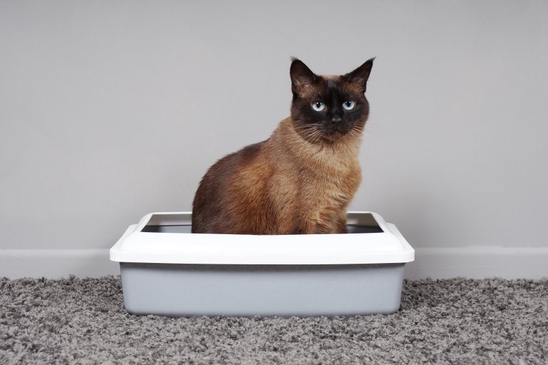 Katze sitzt in Schalentoilette