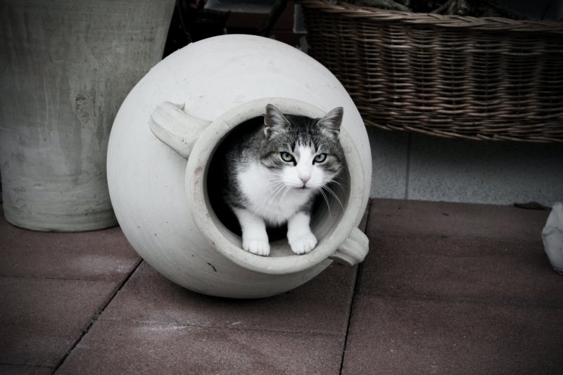 Katze in einer Vase