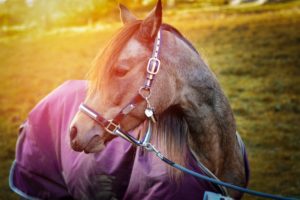 Pferd mit Turnout Decke auf der Weide