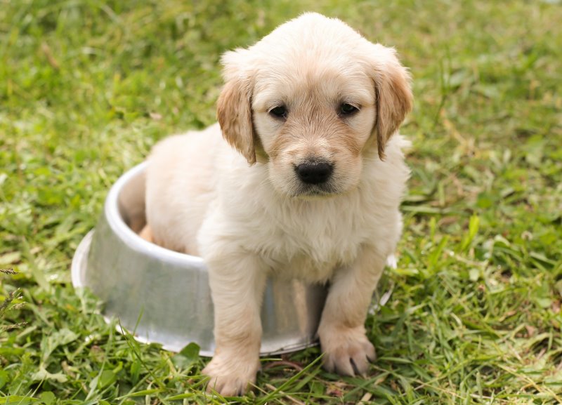Golden Retriever Welpe im Futternapf