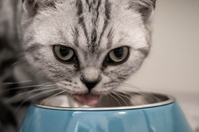 Katenfutter mit hohem Fleischanteil