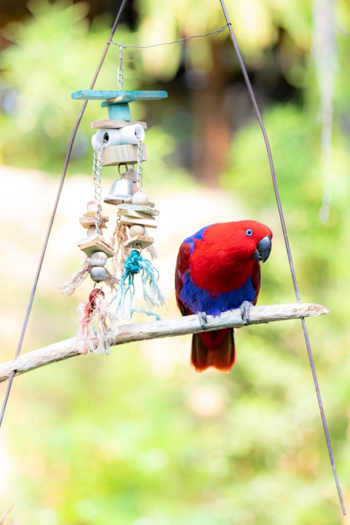 Vogel auf einem Ast mit Spielzeug für Vögel