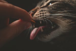 Eine Katze frisst ein Stückchen Karotte