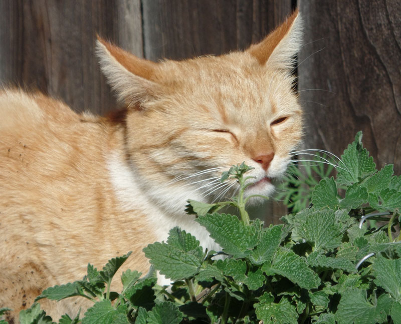 Katzenminze-Katze-Titel