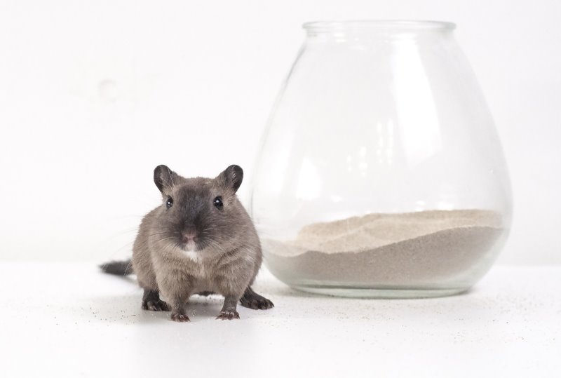 Sandbad für Nagetiere