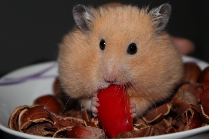 Hamster im Hamsternapf