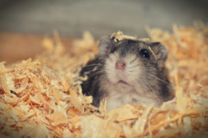 hamster-mit-weichholzstreu