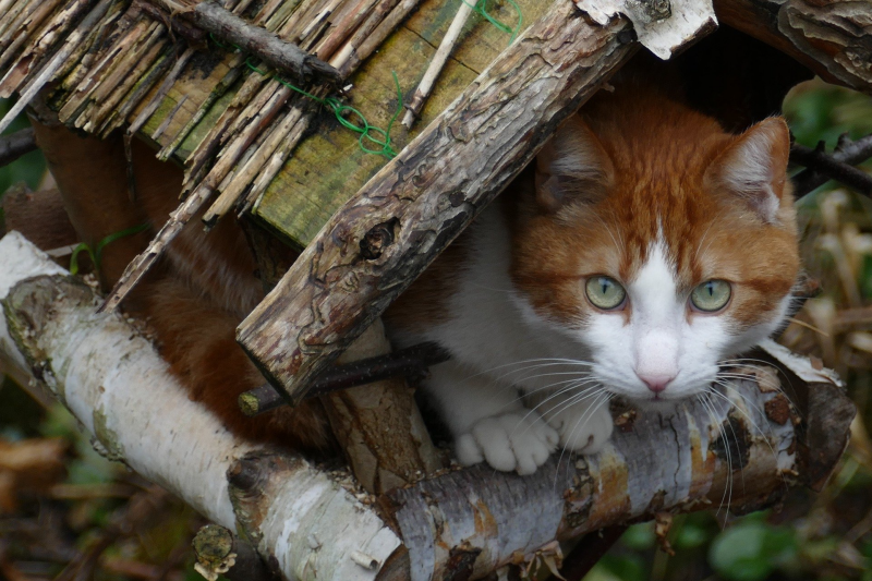 Katze sitzt im Vogelhaus