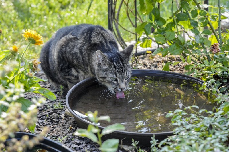 Katze trinkt Wasser
