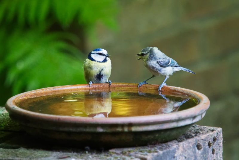 zwei Blaumeisen an einer Vogeltränke