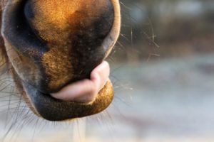 Leckstein: Pferd leckt