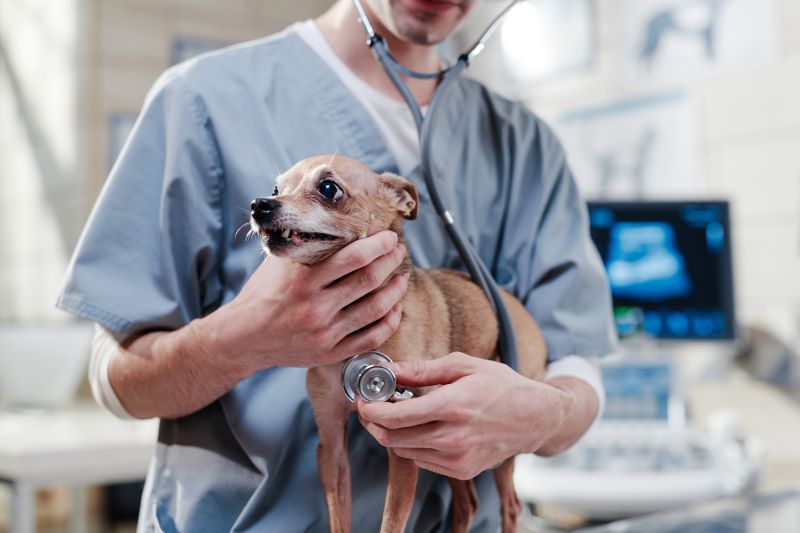 Kleiner Hund wird untersucht